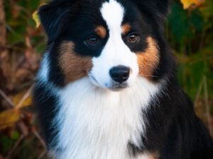 Heavenly Stars Mini's Name of the Game "Buck"