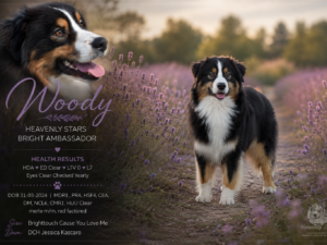 Heavenly Stars Bright Ambassador  "Woody"