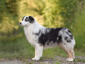 A Little Treasure Mini Kascaro "Treša"