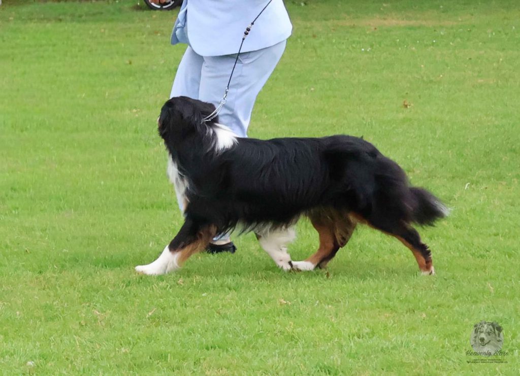 De Australian Shepherd Club Nederland