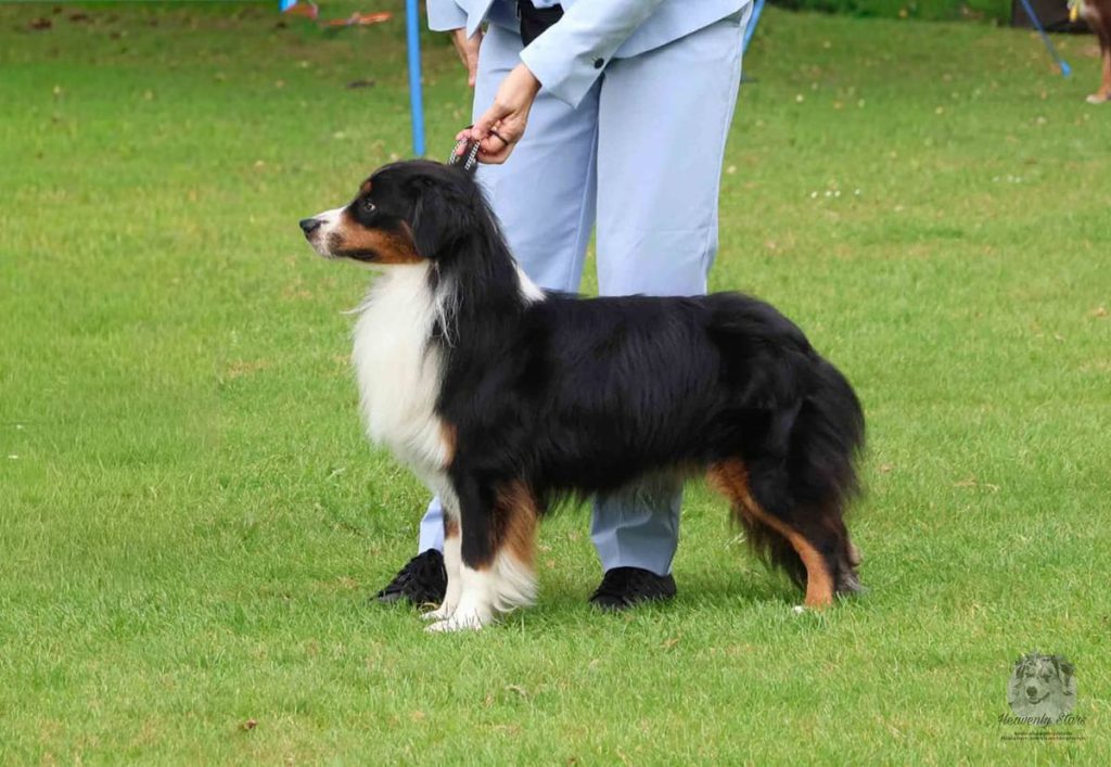 De Australian Shepherd Club Nederland
