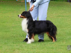 Carter Mini Kascaro "Booster"