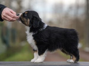 Carter Mini Kascaro  "Booster"