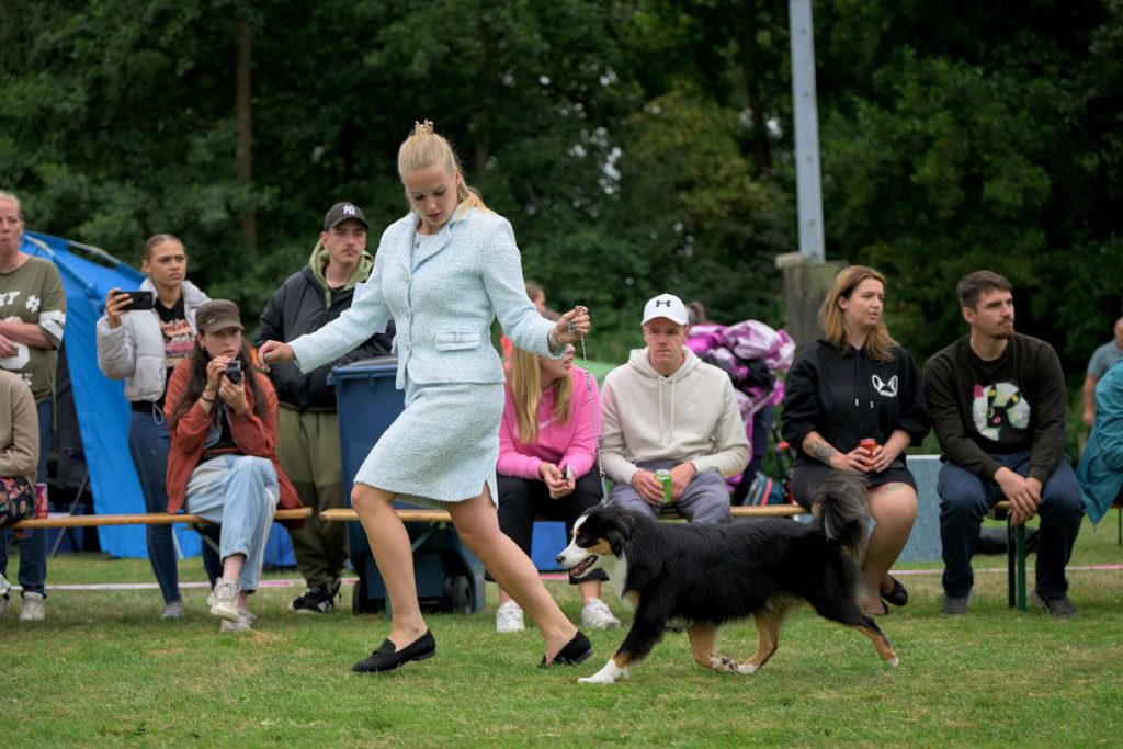 De Australian Shepherd Club Nederland