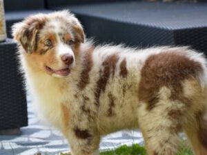 Chester Bennington Albatros Magicberry "Chester"