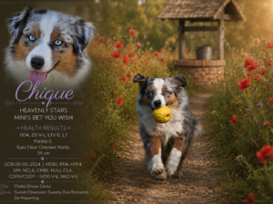 Heavenly Stars Mini's Bet U Wish  "Chique"