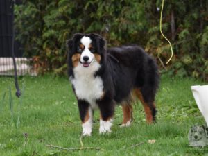 DCH. Take a Chance on Me Du Chemin Des Korrigans "Magic"