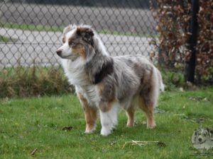 DJCH. Galatea Nebesnaya Nimfa "Fancy"