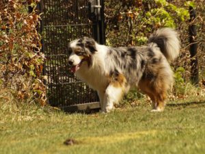 DJCH. Heavenly Stars Zinzi Sparkling Jewel "Zinzi"