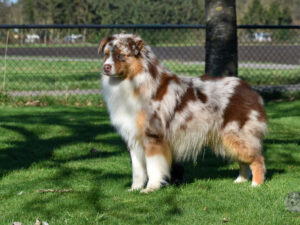 Chester Bennington Albatros Magicberry "Chester"