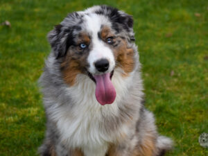 Ferrari Star Snow Winner "Rosso"