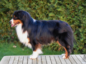 Carter Mini Kascaro  "Booster"