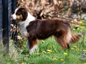 Dolci Angeli Undercover As Mini "Secret"