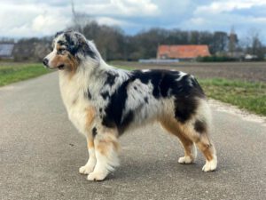 Dutch Ch Jessica Kascaro 'Jess"