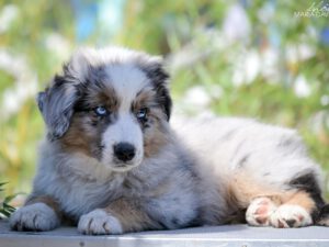 Ferrari Star Snow Winner "Rosso"