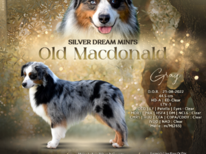 Silver Dream Mini's Old Macdonald "Gray"