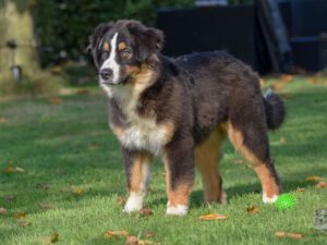 Heavenly Stars Bright Ambassador  "Woody"