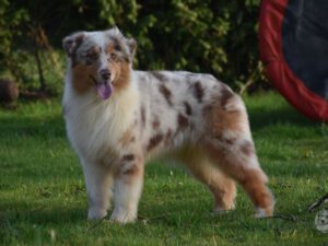 Heavenly Stars Chasing Hearts "Meadow"