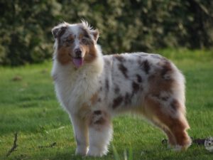 Heavenly Stars Chasing Hearts "Meadow"