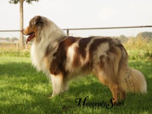 Heavenly Stars Cool Like You "Caleb"