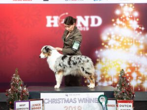 Heavenly Stars Electric Blue "Shine"