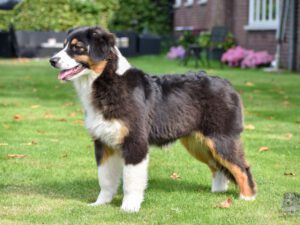 Heavenly Stars Fire Burns Bright  "Josie"