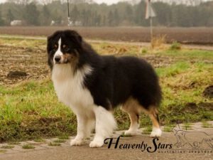 Heavenly Stars I Walk The Line "Eddie"