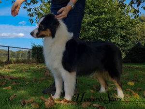 Heavenly Stars It's No Secret  "Sansa"