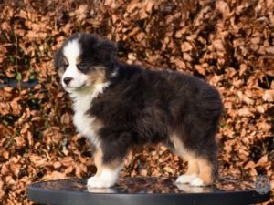 Heavenly Stars Mini's Name of the Game "Buck"