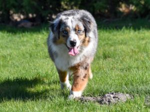 Heavenly Stars Mini's Bet U Wish "Chique"