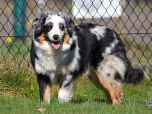 Heavenly Stars Mini's Bet U Wish  "Chique"