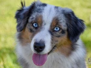 Heavenly Stars Mini’s Bet U Wish Chique 155