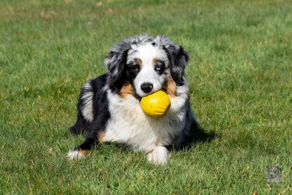 Afgelopen weken hebben we honden getest