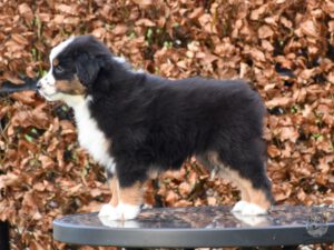 Heavenly Stars Mini's Dancing Queen  "Jive"