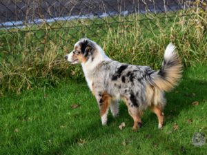 Heavenly Stars Mini's Drop Dead Gorgeous "Bizzy"