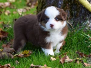 Heavenly Stars Mini's Tempting Smile "Flirt"