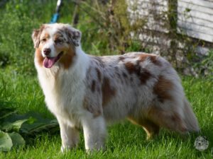 Heavenly Stars Queen of Hearts  "Kayli"