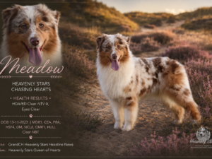 Heavenly Stars Chasing Hearts "Meadow"