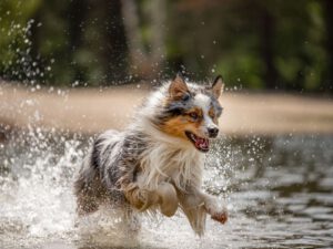 No One Like Me Od Haliru "Cooper"