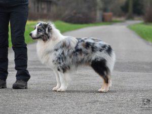 Our Guest CH/JCH Moonbaby's Drop in the Ocean Kascaro "Drop"