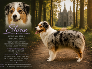 Heavenly Stars Electric Blue "Shine"