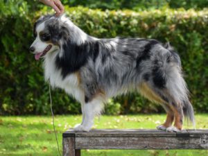 Silver Dream Mini's Old Macdonald "Gray"