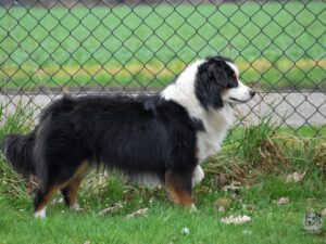 Spero Patronum Du Chemin Des Korrigans "Charm"