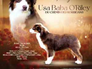 USA Baba O'Riley Du Chemin Des Korrigans "Teddy"