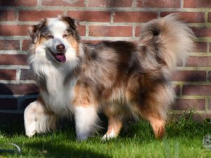 U Hung the Moon Du Chemin Des Korrigans "Moon"