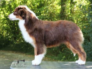 USA Baba O'Riley Du Chemin Des Korrigans "Teddy"