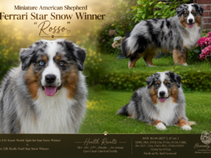 Ferrari Star Snow Winner "Rosso"