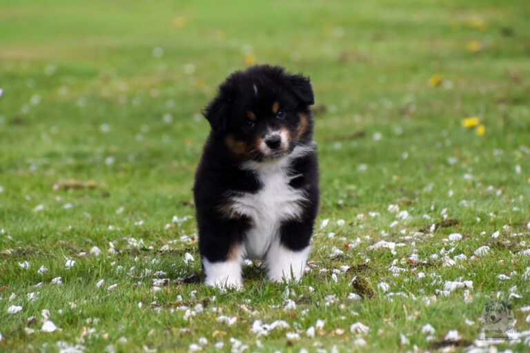 Puppy Planning Aussie & MAS najaar 2026