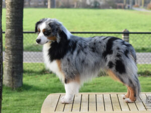 Silver Dream Mini's Old Macdonald "Gray"