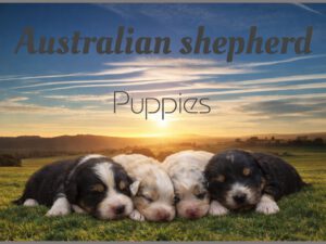 Australian Shepherd Puppies